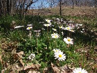 Pietra_Cannone_valle_del_Bove - 20110403 131.jpg